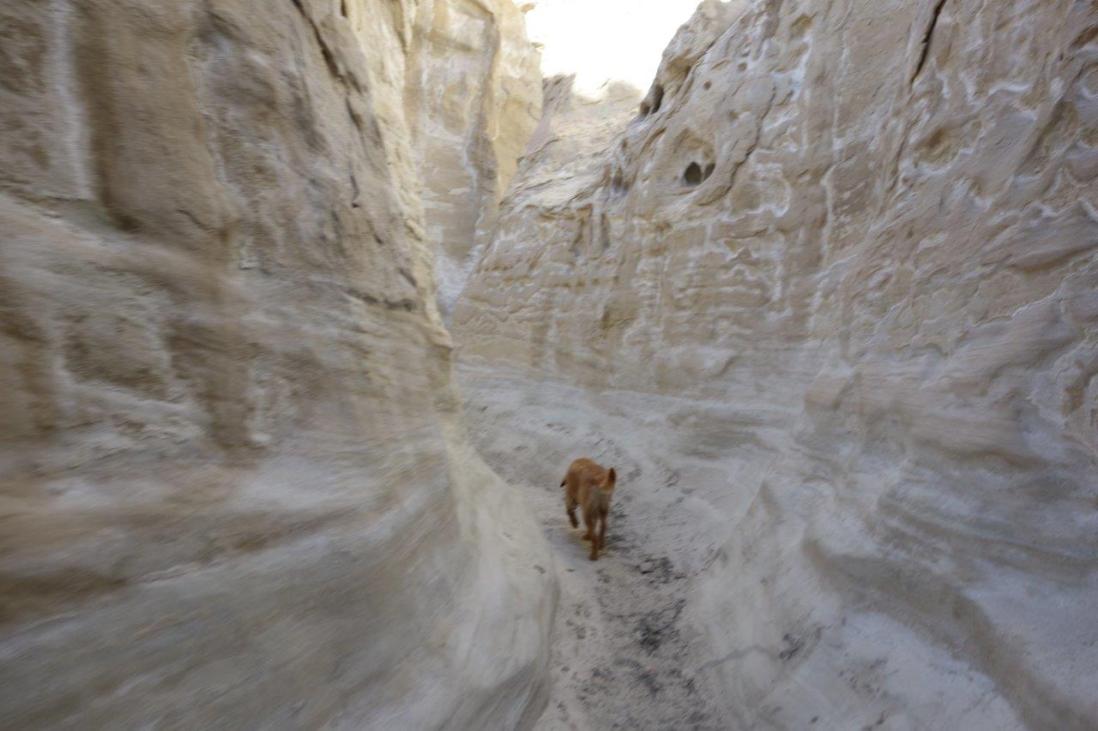 jak on wiregrass trail